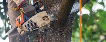 Professional Tree Removal in West Linn, OR