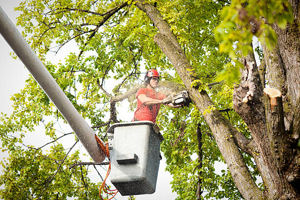 How Our Tree Care Process Works  in  West Linn, OR